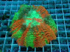 画像1: No.16 アザミハナガタサンゴ　マルチカラー (1)