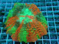 画像2: No.16 アザミハナガタサンゴ　マルチカラー (2)