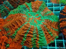 画像1: No.17 アザミハナガタサンゴ　マルチカラー (1)