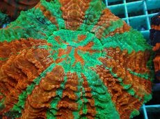 画像2: No.17 アザミハナガタサンゴ　マルチカラー (2)