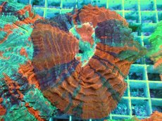 画像1: No.18 アザミハナガタサンゴ　マルチカラー (1)