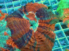 画像2: No.18 アザミハナガタサンゴ　マルチカラー (2)