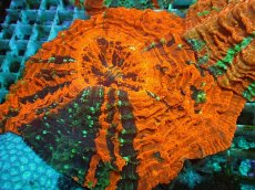 画像1: No.19 アザミハナガタサンゴ　マルチカラー (1)