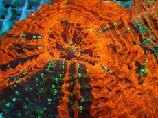 画像2: No.19 アザミハナガタサンゴ　マルチカラー (2)