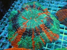 画像1: No.20 アザミハナガタサンゴ　マルチカラー (1)