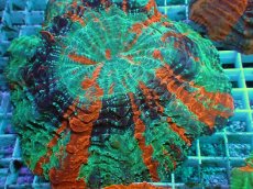 画像2: No.20 アザミハナガタサンゴ　マルチカラー (2)