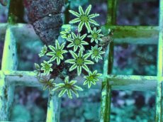 画像1: No.1　フィジー産 クダサンゴ　グリーンコア　　【毎度大人気のミニサイズ！】 (1)