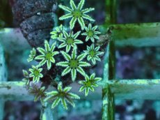 画像2: No.1　フィジー産 クダサンゴ　グリーンコア　　【毎度大人気のミニサイズ！】 (2)