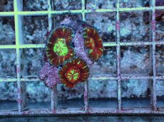 画像1: No.1 スコリミアsp　３個付き　　【珍しい、レアな個体♪】 (1)