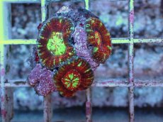 画像2: No.1 スコリミアsp　３個付き　　【珍しい、レアな個体♪】 (2)