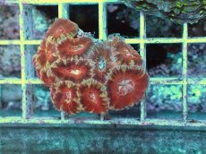 画像1: No.1 カクオオトゲキクメイシ (1)