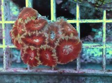 画像2: No.1 カクオオトゲキクメイシ (2)