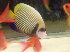 画像1: No.1 スリランカ産 タテジマキンチャクダイ (1)