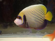 画像2: No.1 スリランカ産 タテジマキンチャクダイ (2)