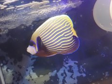 画像1: No.2 スリランカ産 タテジマキンチャクダイ (1)