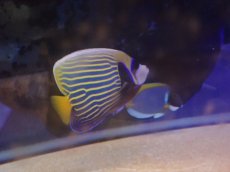 画像2: No.2 スリランカ産 タテジマキンチャクダイ (2)