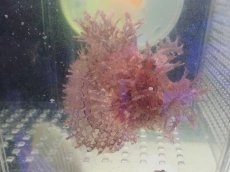 画像1: No.3 スリランカ産 ボロカサゴ　パープル (1)