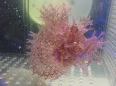 画像2: No.3 スリランカ産 ボロカサゴ　パープル (2)