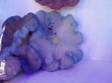 画像1: No.1 ハタゴイソギンチャク ブルー (1)