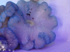 画像2: No.1 ハタゴイソギンチャク ブルー (2)