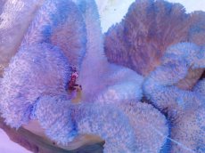 画像1: No.2 ハタゴイソギンチャク ブルー (1)