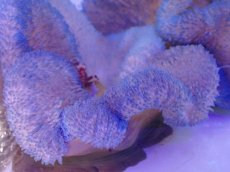 画像2: No.2 ハタゴイソギンチャク ブルー (2)