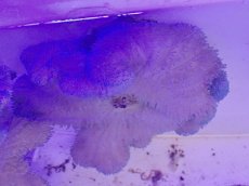 画像1: No.3 ハタゴイソギンチャク ブルー (1)