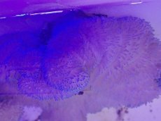 画像2: No.3 ハタゴイソギンチャク ブルー (2)