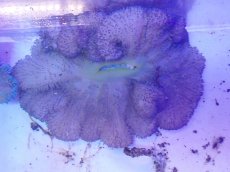 画像1: No.4 ハタゴイソギンチャク パープル (1)