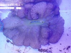 画像2: No.4 ハタゴイソギンチャク パープル (2)