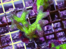 画像1: No.1　フトトゲサンゴ　ツートン (1)