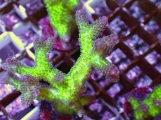 画像2: No.1　フトトゲサンゴ　ツートン (2)