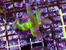 画像1: No.2　フトトゲサンゴ　ツートン (1)