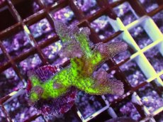 画像2: No.2　フトトゲサンゴ　ツートン (2)