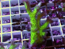 画像1: No.3　フトトゲサンゴ　ツートン (1)