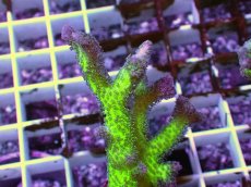 画像2: No.3　フトトゲサンゴ　ツートン (2)