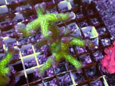 画像1: No.4　フトトゲサンゴ　ツートン (1)