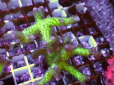 画像2: No.4　フトトゲサンゴ　ツートン (2)