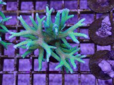 画像1: No.5　トゲサンゴ　グリーン (1)