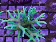 画像2: No.5　トゲサンゴ　グリーン (2)