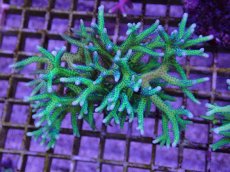 画像1: No.6　トゲサンゴ　グリーン (1)