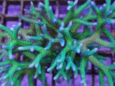 画像2: No.6　トゲサンゴ　グリーン (2)