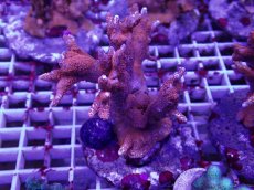 画像1: No.1 エダコモンサンゴ　レッド (1)