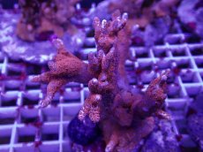 画像2: No.1 エダコモンサンゴ　レッド (2)