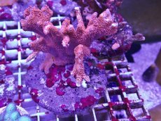 画像1: No.2 エダコモンサンゴ　レッド (1)