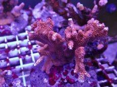 画像2: No.2 エダコモンサンゴ　レッド (2)