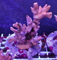 画像1: No.3 エダコモンサンゴ　レッド (1)