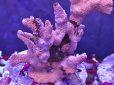 画像2: No.3 エダコモンサンゴ　レッド (2)