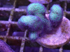 画像1: No.1 フィジー産　イエローグリーン　ポリプパープル (1)