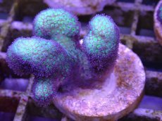 画像2: No.1 フィジー産　イエローグリーン　ポリプパープル (2)